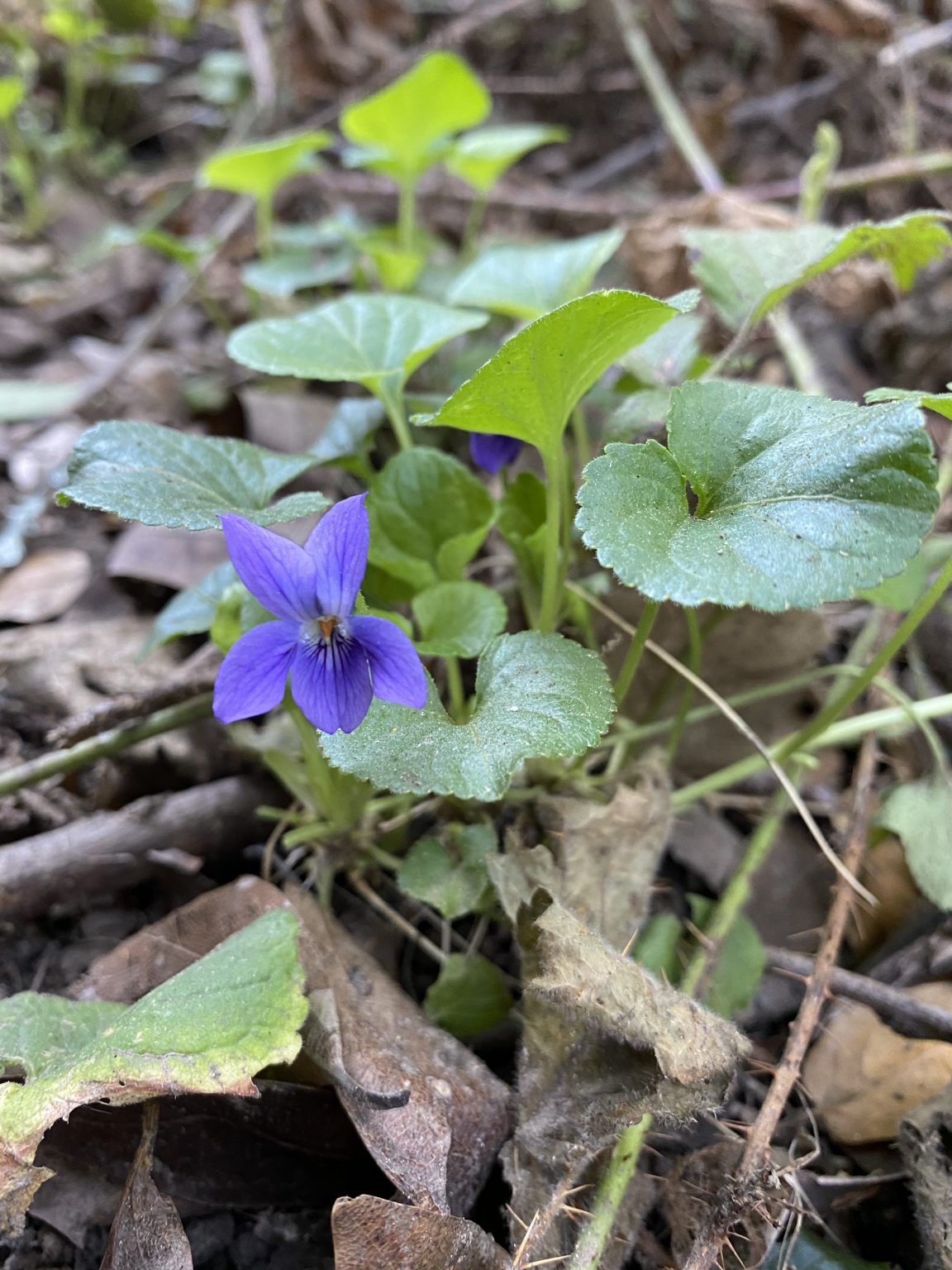 Viola adunca (Western Dog Violet) Native Here Nursery