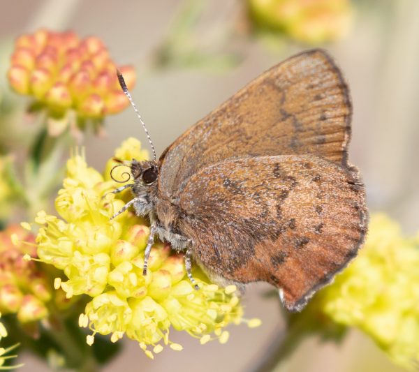 Brown Elfin Native Here Nursery
