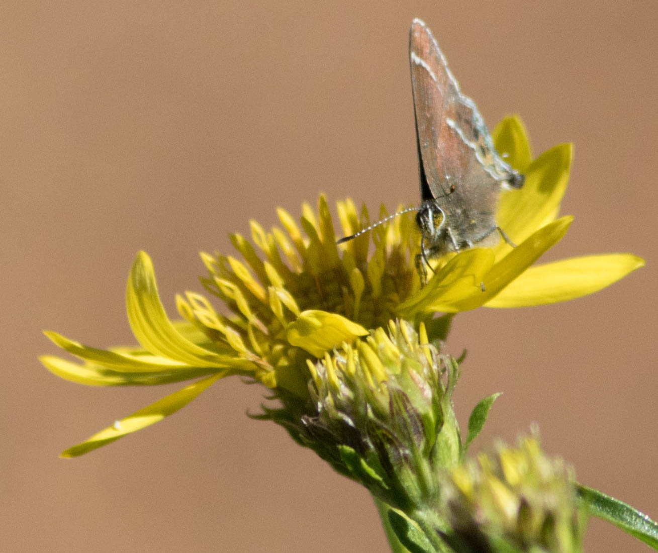 Native Thicket Thicket Hairstreak - Native Here Nursery