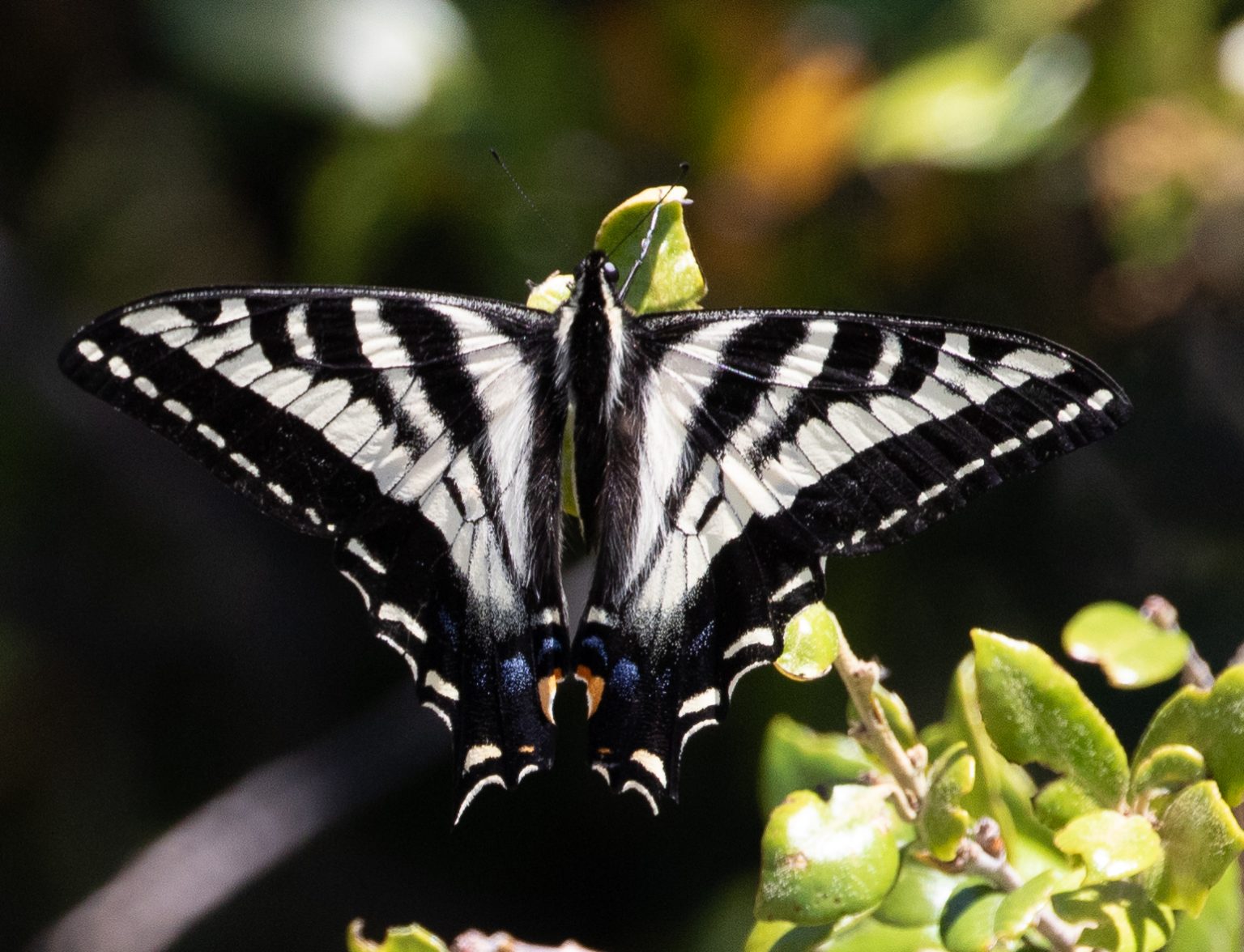 Pale Swallowtail Native Here Nursery