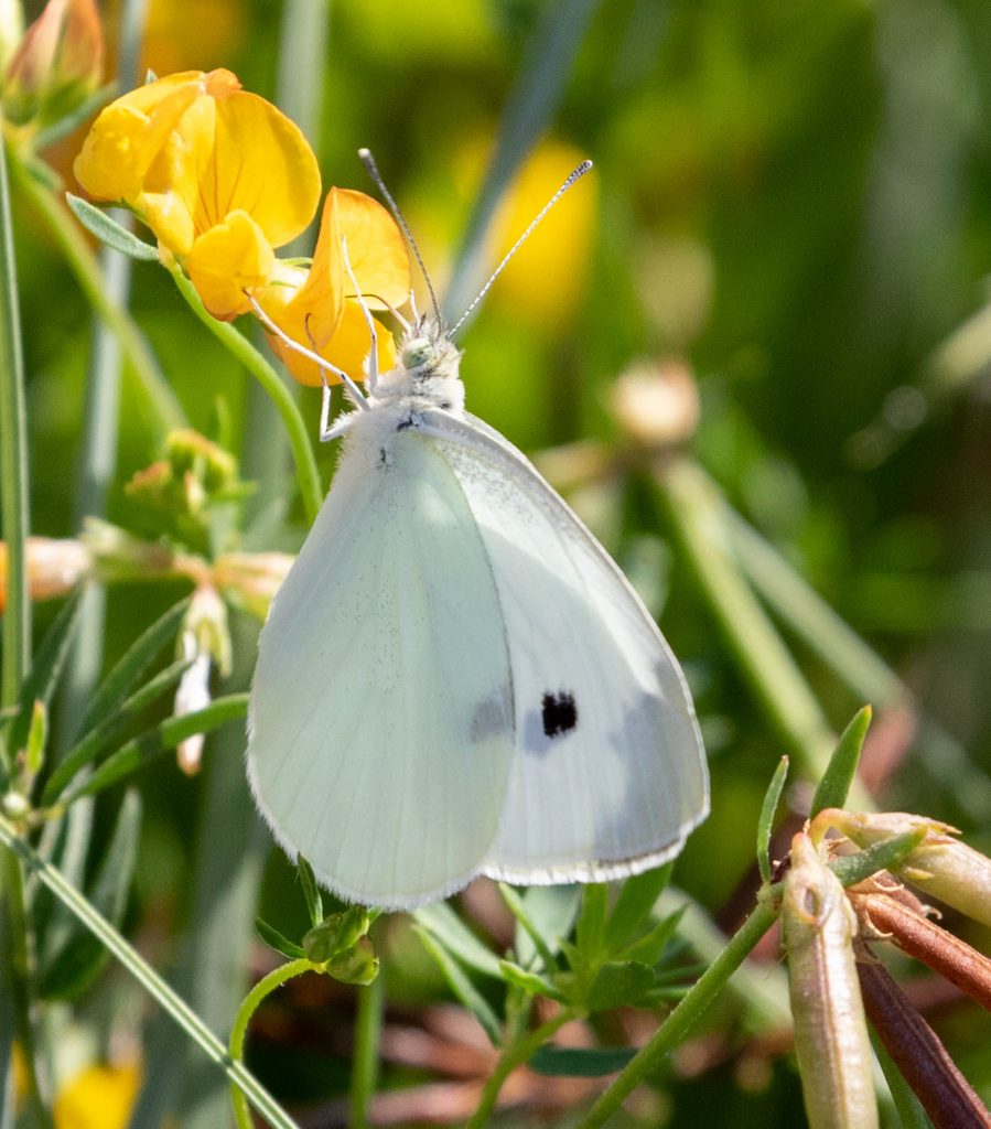 Cabbage White - Native Here Nursery