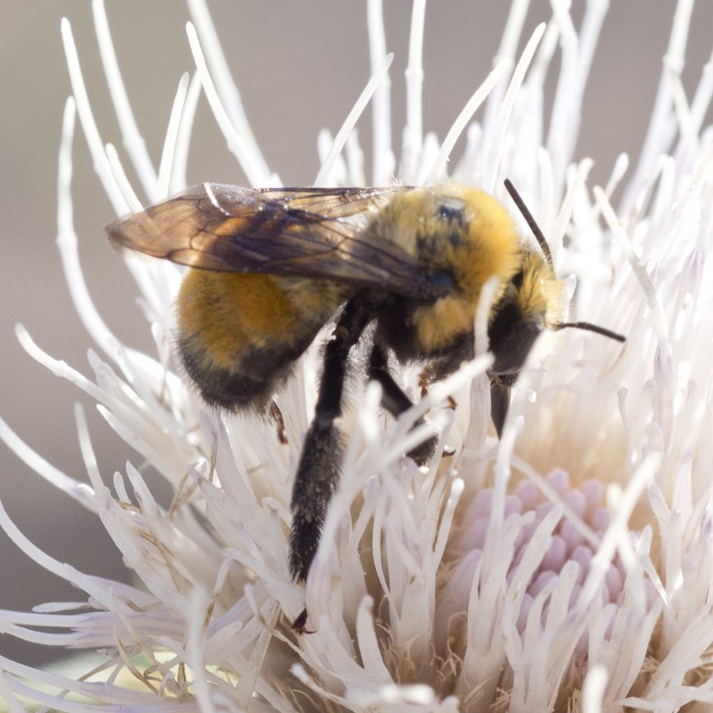 American Bumble-bee Digger Bee - Native Here Nursery