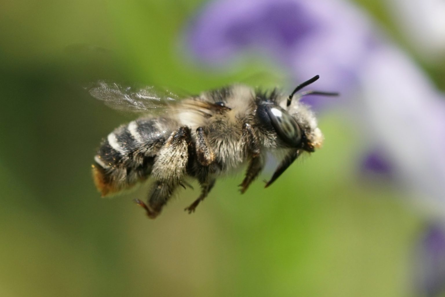 Orange-tipped Wood-digger Bee - Native Here Nursery