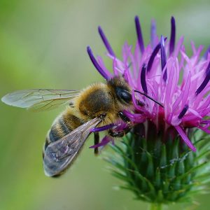 Closeup on a worker honeybee, Apis mellifera,  collecting nectar from a purple flower of  knapwood , Centaurea cyanus