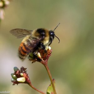 Bombus_rufocinctus_1