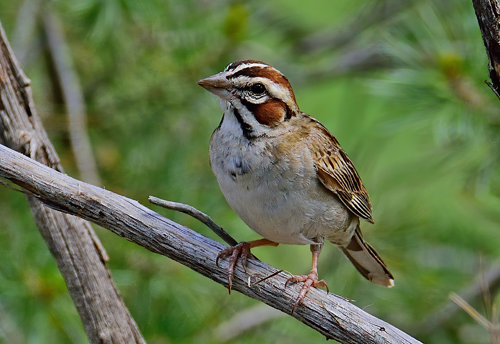 Lark Sparrow - Native Here Nursery