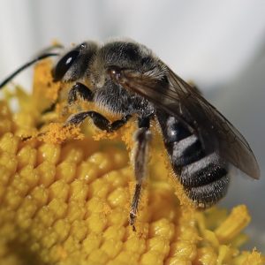 Lasioglossum_sisymbrii_1