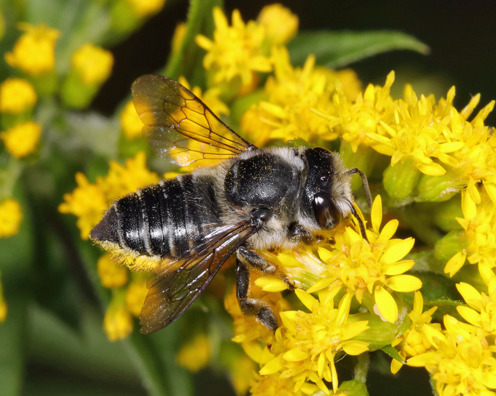 Flat-tailed Leafcutter Bee - Native Here Nursery