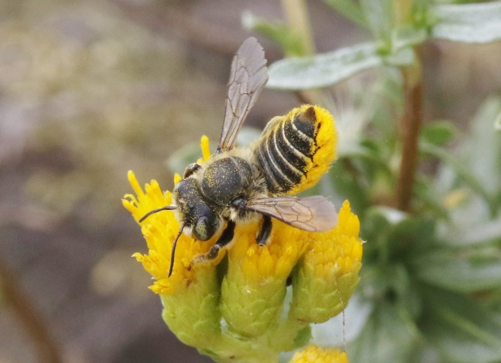 Parallel Leafcutter Bee - Native Here Nursery