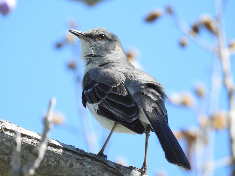 Northern Mockingbird Native Here Nursery
