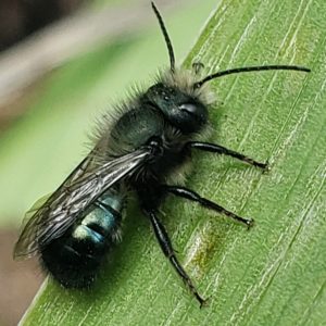 Osmia_lignaria_ssp_propiniqua_1