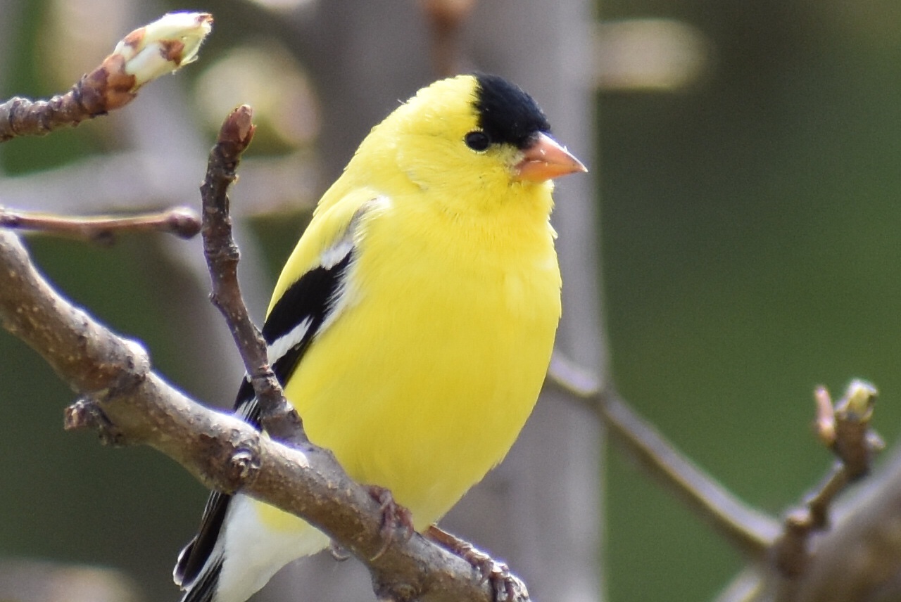 American Goldfinch - Native Here Nursery