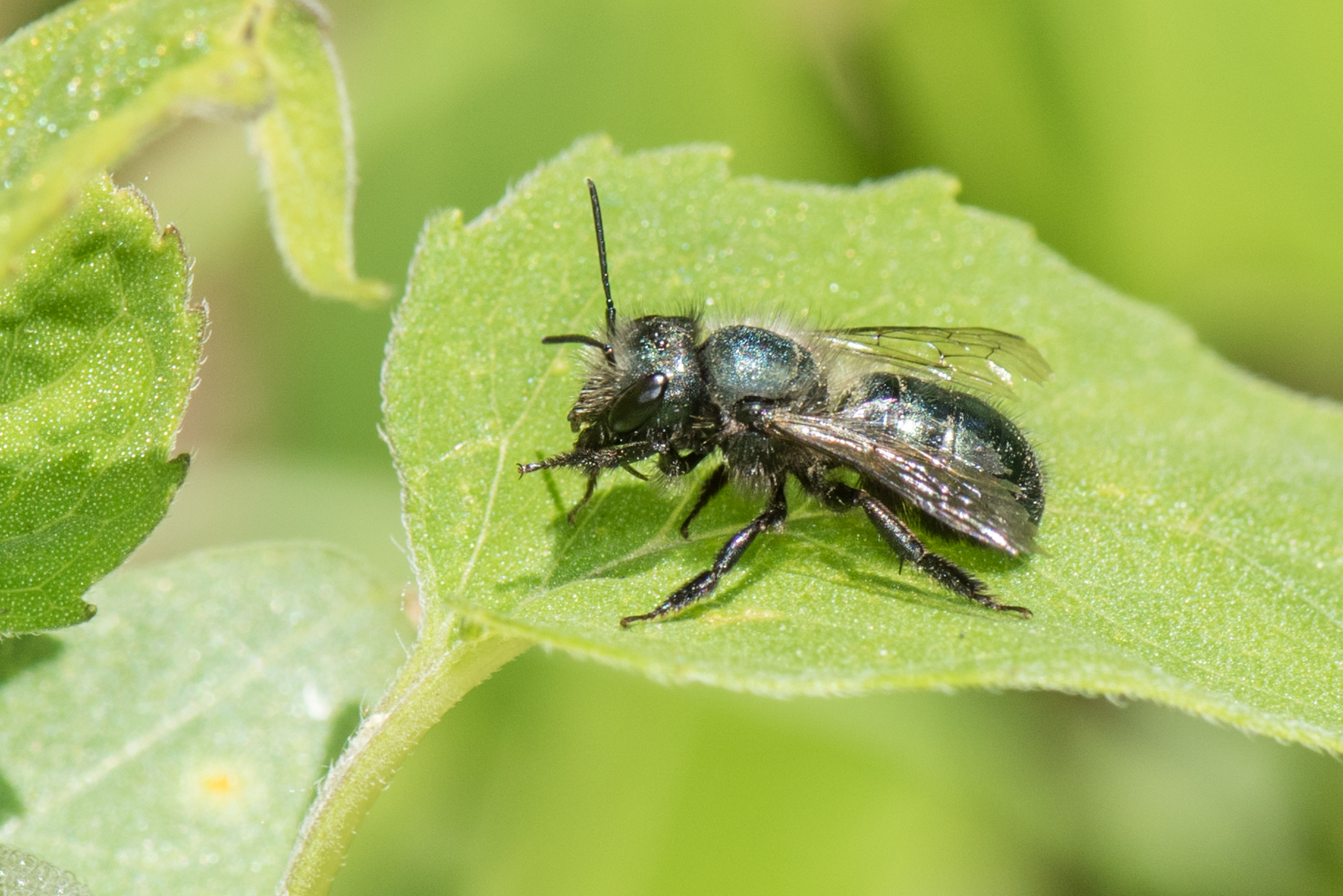 Blue Orchard Bee - Native Here Nursery