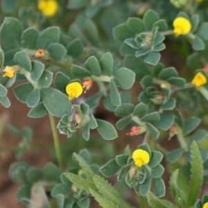 Acmispon wrangelianus