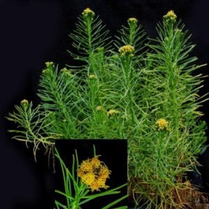 Ericameria arborescens