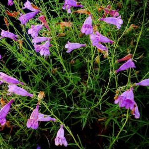 Penstemon heterophyllus var. heterophyllus