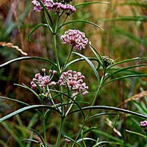 Asclepias-fascicularis-1