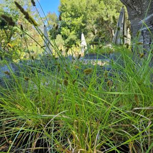 Carex Densa
